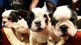 Police Searching for 12 French Bulldog Puppies Stolen from Charleston Home