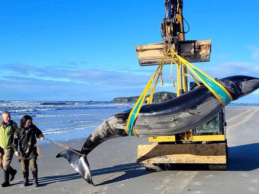 One of the world's rarest whales may have washed up on New Zealand beach, say experts