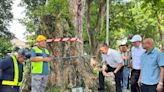 Official: Penang island council ID’s 131 ‘high risk’ trees for possible felling