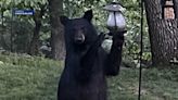 Bear spotted feasting on bird feeders in Mass. town
