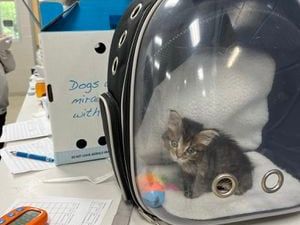 Jacksonville Humane Society needs fosters after hundreds of underage kittens entered the shelter