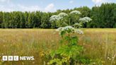 Sunderland boy hurt after touching giant hogweed in Ryhope park