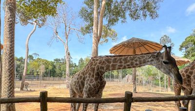 富國島珍珠野生動物園 越南 親子景點，還附設長頸鹿餐廳