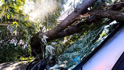 Storm aftermath: What do to with food, downed trees and branches after Omaha's big storm