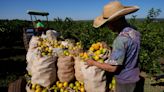 Out of juice: Prices of OJ are reaching all-time highs as climate-fueled extreme weather devastates industry