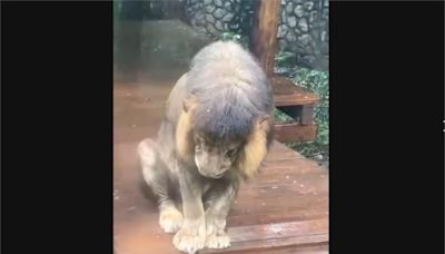 壽山動物園非洲獅"小辛"低頭淋雨 網友:被老婆趕出來?