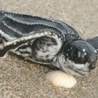 First sea turtle nest of 2024 reported in Garden City