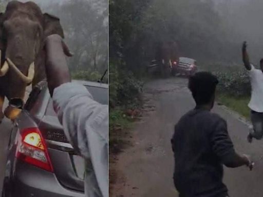 Padayappa blocks Munnar road, charges at tourist vehicles | Video