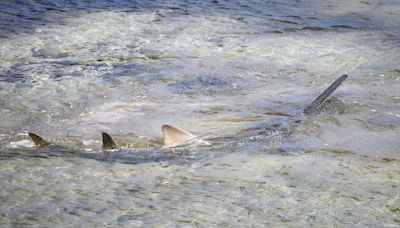 Distressed sawfish rescued in Florida Keys dies after aquarium treatment