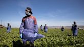 El verano se vuelve una amenaza de muerte para los trabajadores agrícolas de Estados Unidos