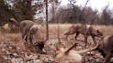 Chernobyl is a wildlife haven after 38 years of nuclear disaster