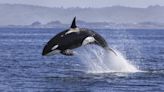 What's With All The Orcas Sinking Yachts? The Nautical Drama Explained