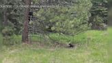 Watch: Bear cub rescued from wire fence in Colorado
