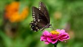 How to attract butterflies to your landscape