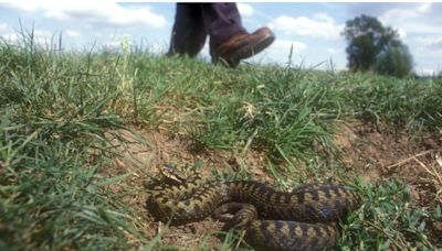 Have adders ever killed anyone in the UK? 100 reported bites each year