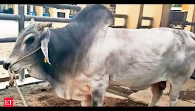 Elite bull at Hapur farm is a headturner with 50k doses of semen and counting - The Economic Times