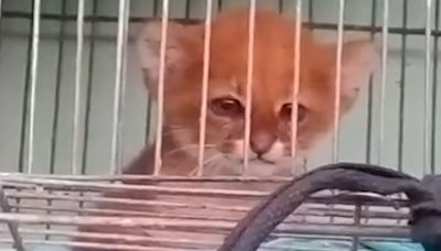 Jaguarundi: conheça o felino ameaçado de extinção que possui 13 formas de se comunicar e era vendido ilegalmente no Rio; vídeo