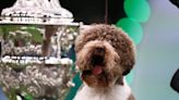 Crufts 2023: Lagotto Romagnolo Named Orca Wins Best in Show