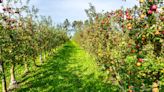 African drone company uses AI to give vital help to US fruit and nut farmers