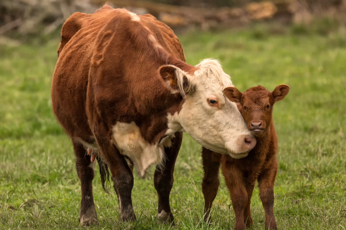 Mama Cow Enlists Farmer's Help To Find Naughty Runaway Calf