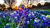 Bluebonnet season is almost upon us in Texas. But is it illegal to pick them?