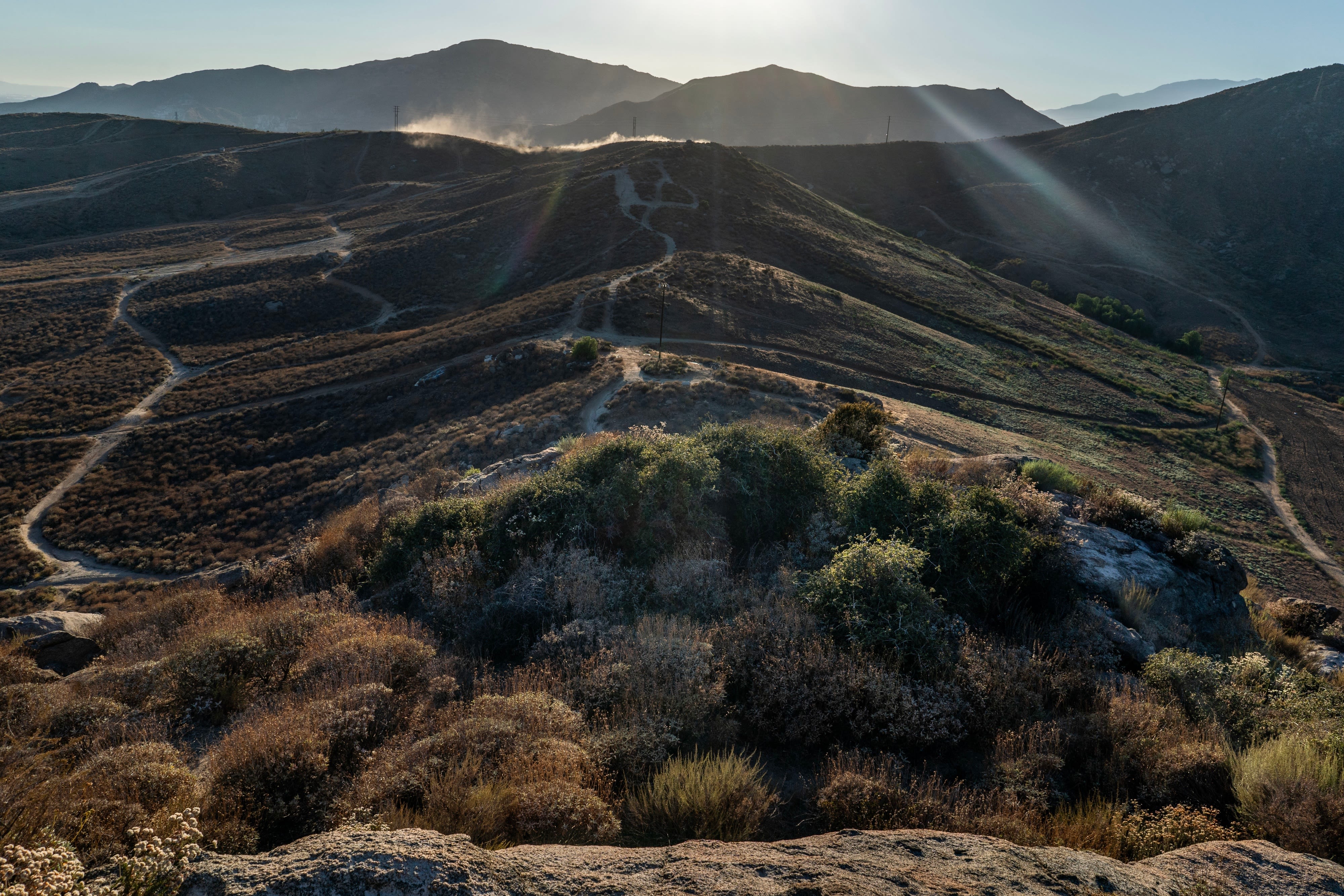 California city approves industrial park next to one of Earth’s oldest trees