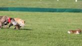 ISPCA calls on Government to stop issuing hare coursing licences - Homepage - Western People