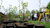 State forestry program purges hundreds of Virginia Callery pear trees