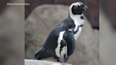 National Aviary's first African penguin Stanley has died