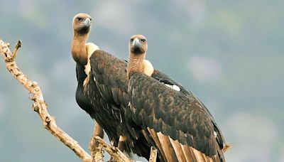 Study highlights lack of awareness about vulture conservation in Mudumalai and Sathyamangalam Tiger Reserves in T.N.