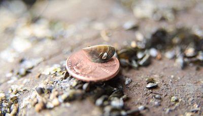 Lake Oahe focus of zebra mussel awareness efforts