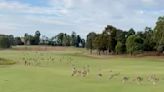 Mob of hopping kangaroos invade Australian golf course