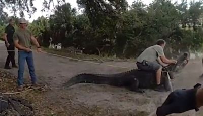 VIDEO: Florida trappers capture ‘absolute dinosaur’ walking along path kids take to school