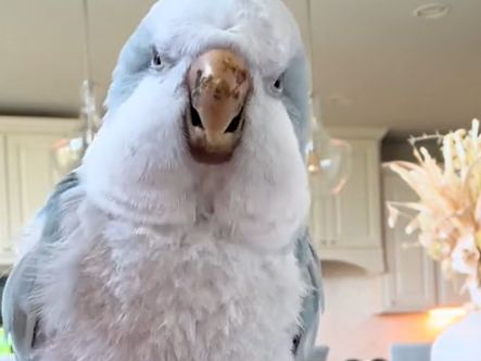 Bird Requests And Then Performs The 'Making Bacon Pancakes' Dance