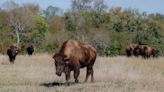 Bison return to Texas Indigenous lands, reconnecting tribes to their roots