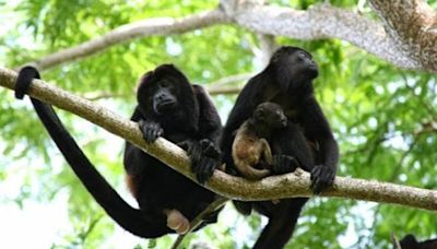 Más de 80 monos caen muertos de los árboles en Chiapas y Tabasco por altas temperaturas