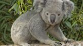 2 male koalas arrive at Louisville Zoo from San Diego