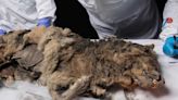 Un loup de 44 000 ans sort du permafrost en Sibérie !