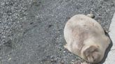 Beloved elephant seal returns to Greater Victoria beach yet again