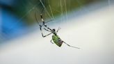 Joro spiders: What to know about the giant parachuting arachnid