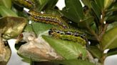 Asian moth finds its way to Cincinnati leaving popular landscaping plant in danger