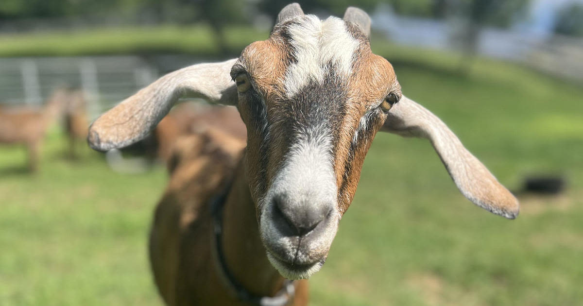 Dozens of goats up for adoption in Massachusetts: "Can be goofy and fun pets"