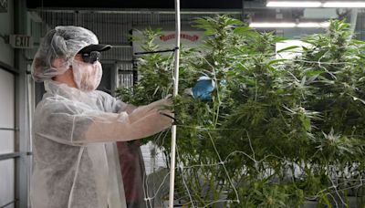 Ohio inches closer to recreational marijuana sales after growers, processors get OK