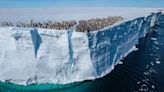 國王小企鵝首次游泳震撼畫面：國家地理頻道將於2025年世界地球日首播 | 網絡熱話 | 新Monday