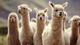 How Llama Blood—Yes, Llama Blood—Can Protect You From COVID