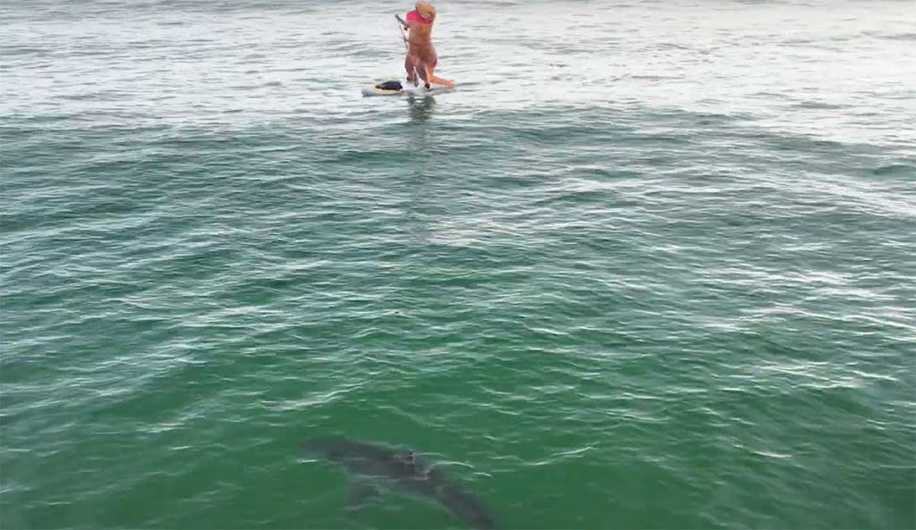 Watch a Great White Shark Check Out a Paddleboarding T-Rex