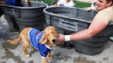 Three years ago: Goldie, TU's canine ambassador dies of cancer