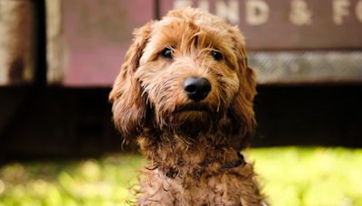 10 most popular dog names – for boys and girls