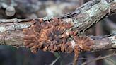 Not just truffles: dogs can sniff out surpassingly rare native fungus