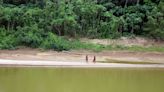 Nuevas imágenes revelan la presencia de madereros en territorio de un pueblo aislado de la Amazonia